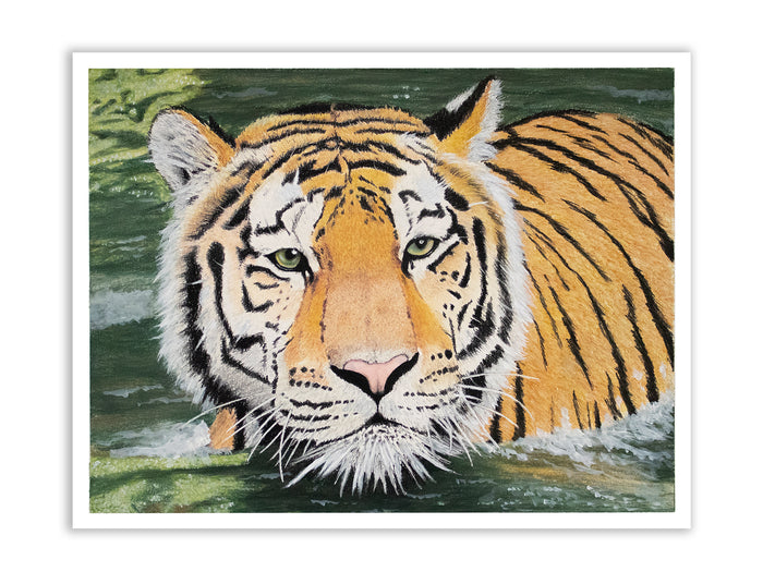 Bengal Tiger in Water | Limited Edition Fine Art Print | Pastel Pencil Drawing | Tiger Wall Art Print