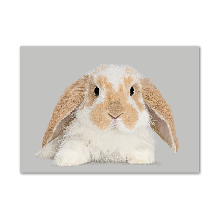 Baby Bunny Rabbit Wall Art Print