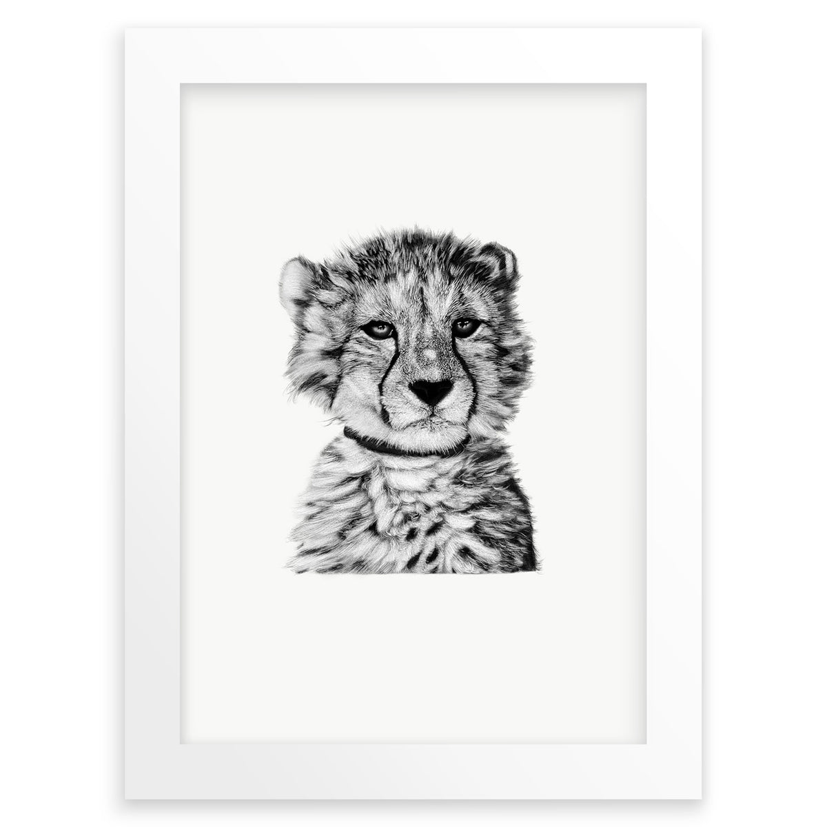 Baby Cheetah Cub on White Wall Art Print