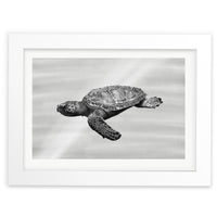 Sea Turtle in Water Wall Art Print