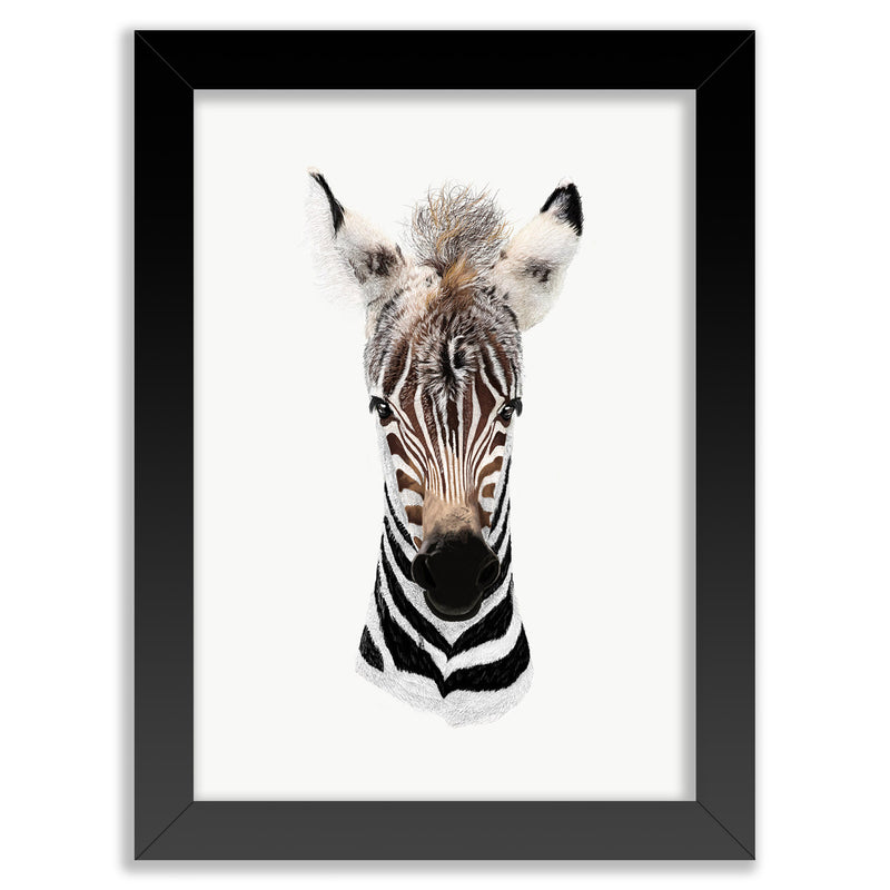 Baby Zebra Wall Art Print