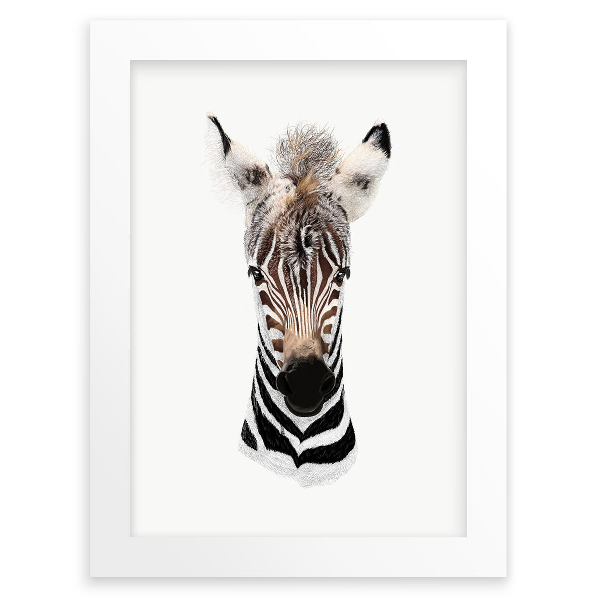 Baby Zebra Wall Art Print