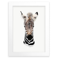 Baby Zebra Wall Art Print