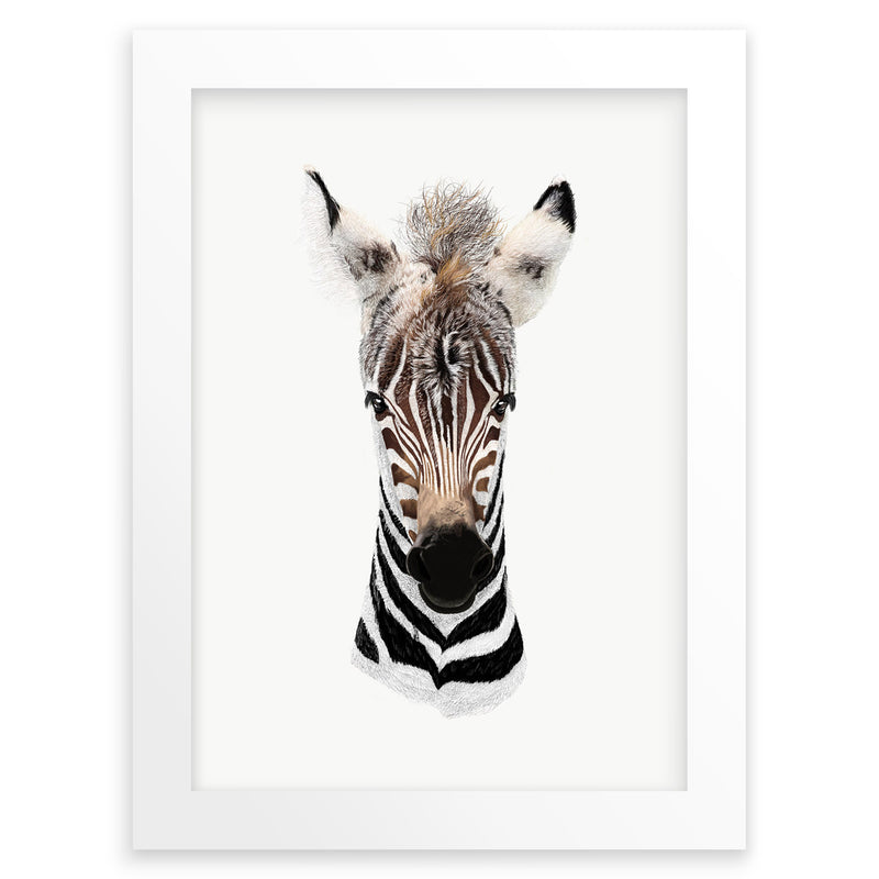 Baby Zebra Wall Art Print