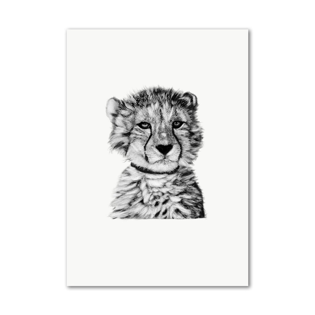 Baby Cheetah Cub on White Wall Art Print