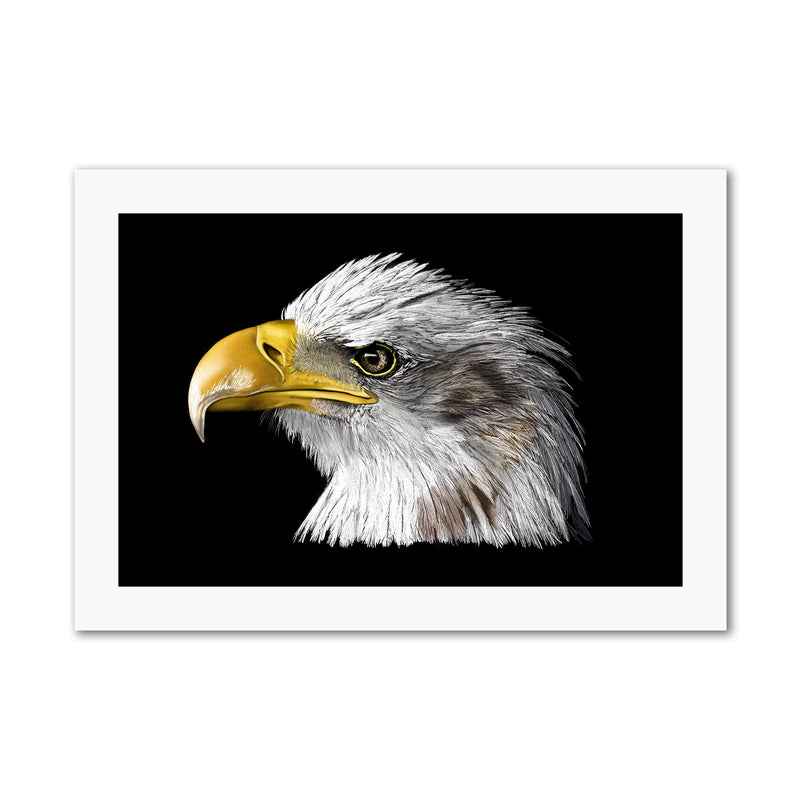 Eagle Bird of Prey Wall Art Print