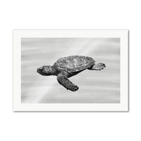 Sea Turtle in Water Wall Art Print