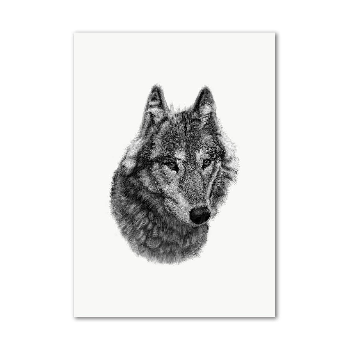 Wolf on White Wall Art Print